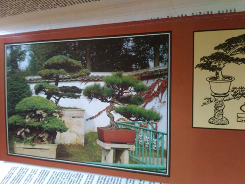 Svět bonsají — foto 2