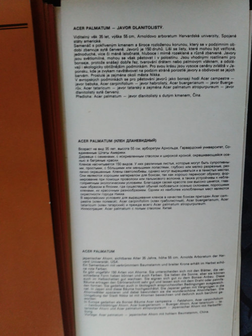 Svět bonsají — foto 3