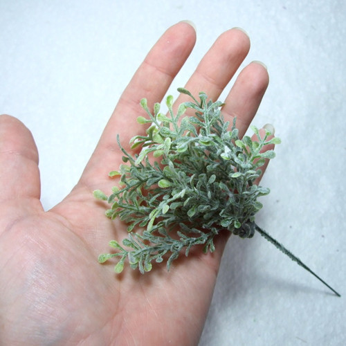 Řeřicha plstnatá — foto 2