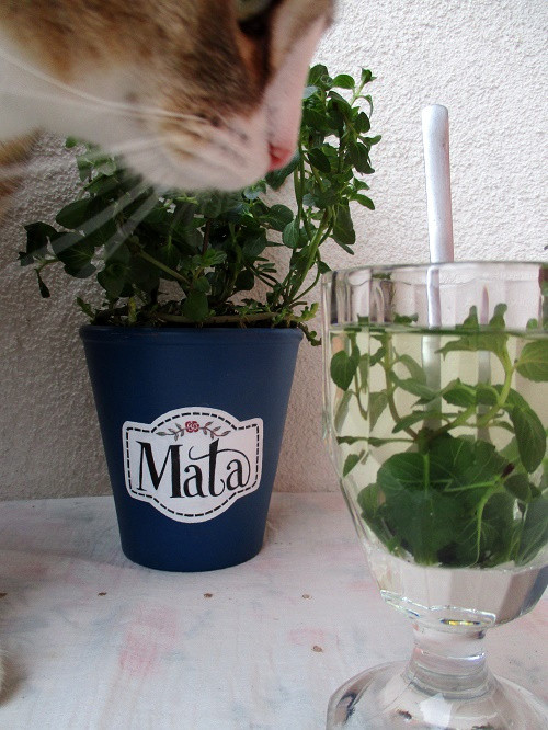 Mátový čaj — foto 2