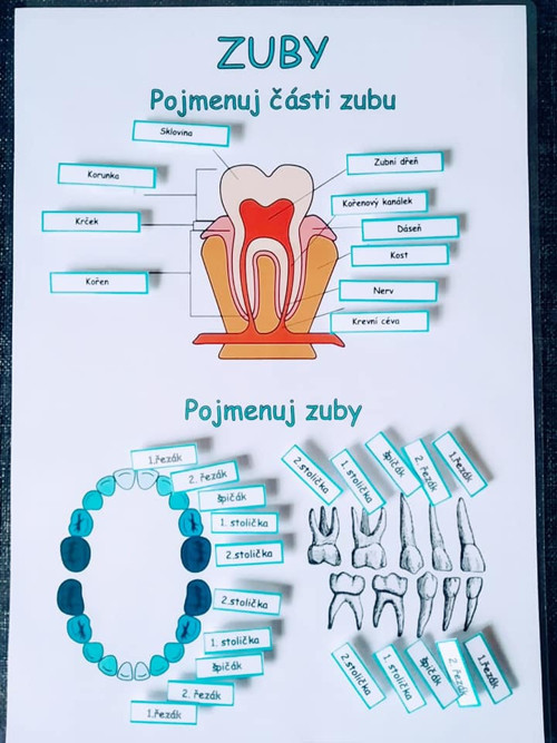 Výuková sada ZUBY - PDF — foto 4