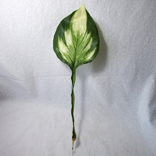 List Hosta — foto 2