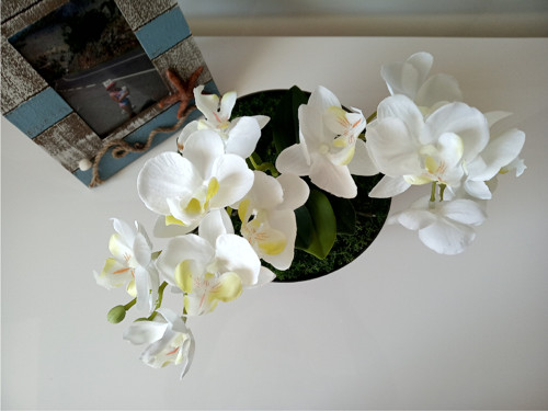 Orchidej... — foto 5