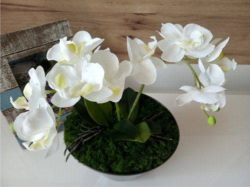 Orchidej... — foto 3