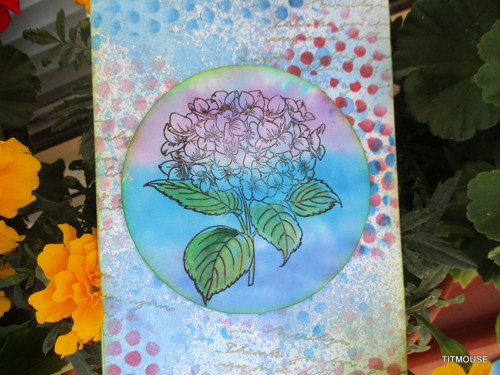 Hydrangea — foto 4