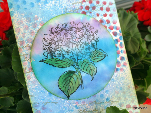 Hydrangea — foto 2