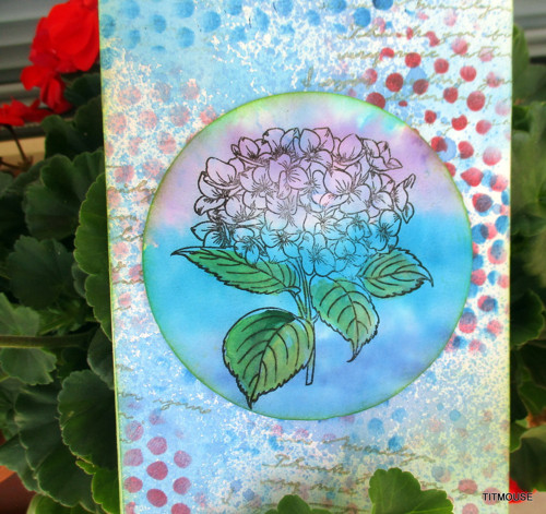 Hydrangea — foto 3