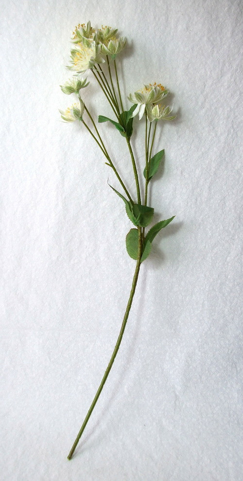 Jarmanka bílá — foto 2