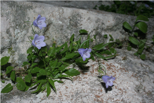 Skalní ozdoba — foto 2