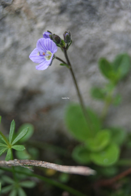 Nenápadná — foto 2