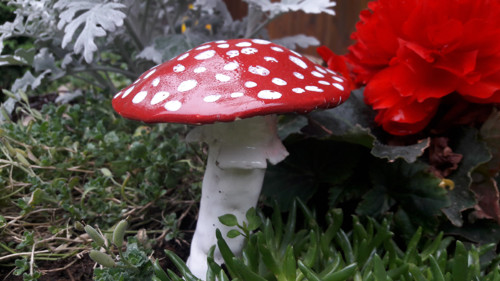 Mochomůrka — foto 2