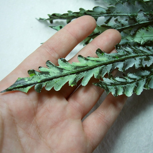 Kapradina Asplenium — foto 3