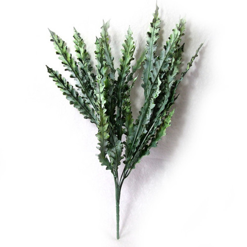 Kapradina Asplenium — foto 2