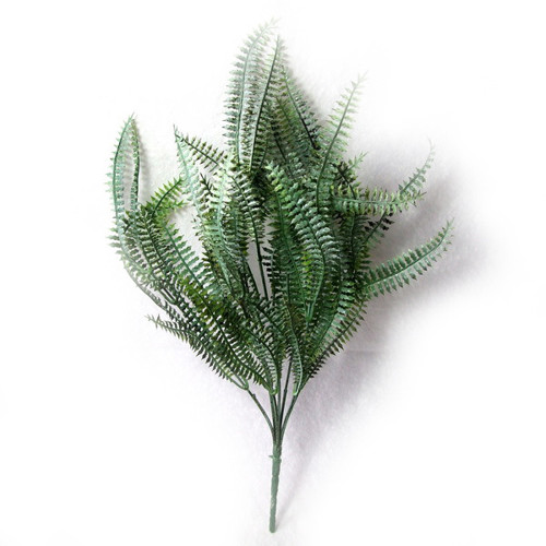 Kapradina Nephrolepis — foto 2