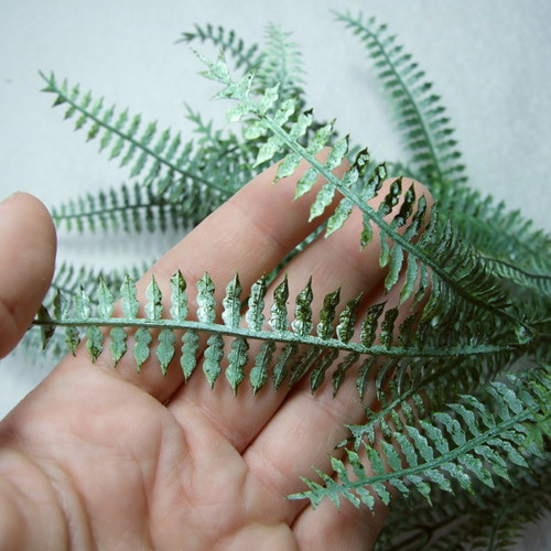 Kapradina Nephrolepis — foto 3