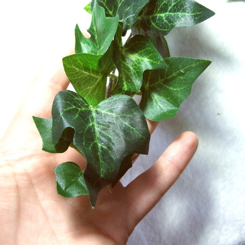 Břečťan 45 cm — foto 2