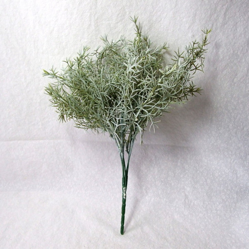 Asparagus nasivělý - trs — foto 3