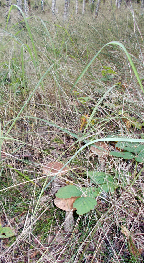 Houby v octě; směs — foto 3
