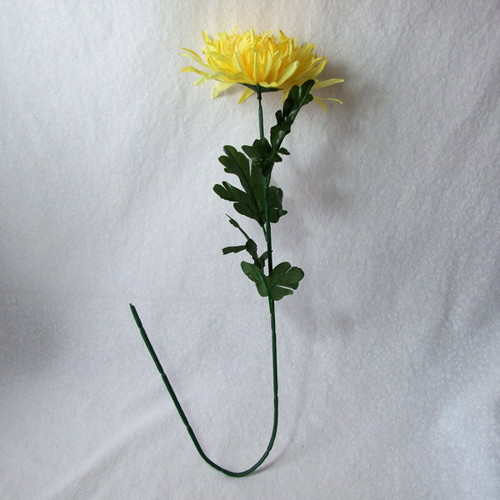 Chrysantéma žlutá — foto 2