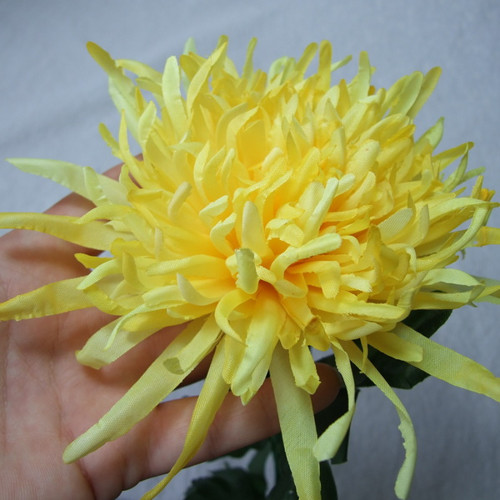 Chrysantéma žlutá — foto 3