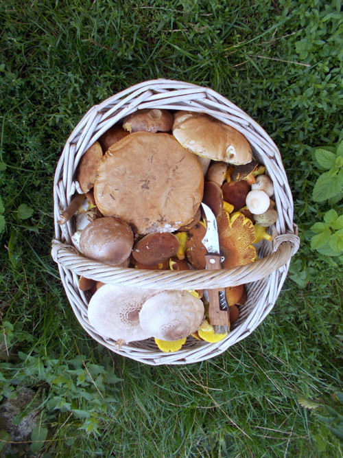 Hřib plstnatý v octě, 250 gramů — foto 2