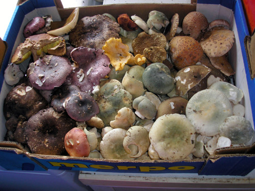 Houby v octě, směs; 250 gramů — foto 5