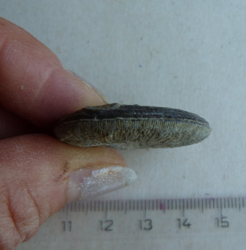 Fosilní korál Cyclolites - 3,4 cm — foto 3