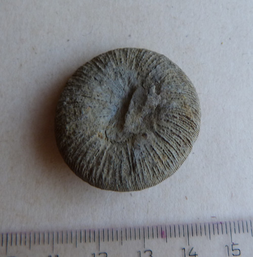 Fosilní korál Cyclolites - 3,4 cm — foto 2