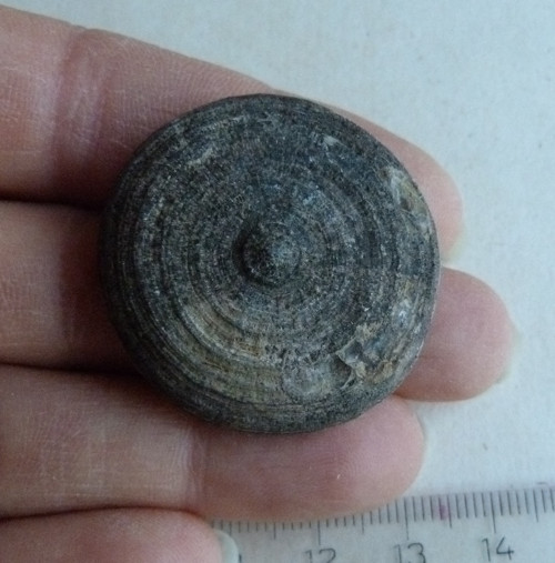 Fosilní korál Cyclolites - 3,4 cm — foto 4