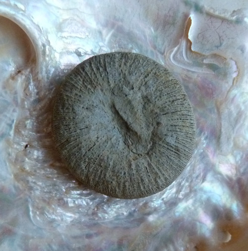 Fosilní korál Cyclolites - 3,4 cm — foto 5