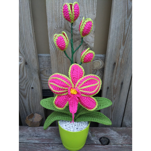 Orchidej - Růžový květ — foto 3