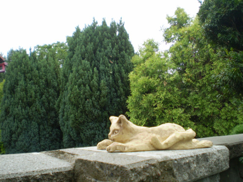 Kočička malá — foto 5