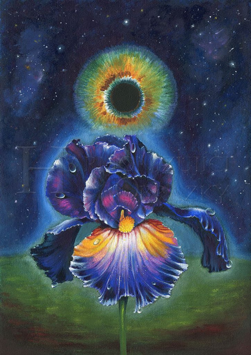 Iris - přáníčko — foto 2