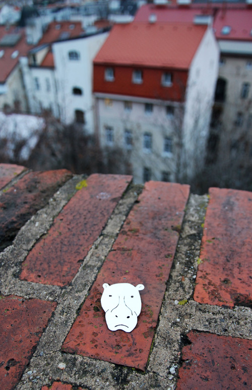 Brož hroch — foto 2