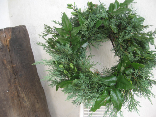 Jalovec, buxus, mahon..... — foto 2