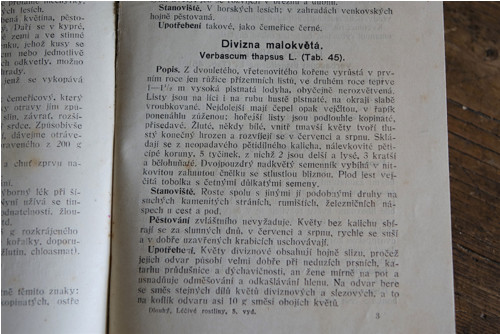 Léčivé rostliny - herbář — foto 5