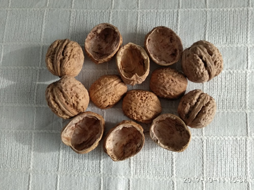 Skořápky ořechů — foto 2