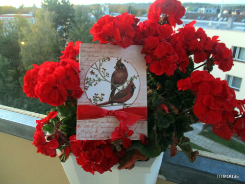 Kardinálové — foto 3