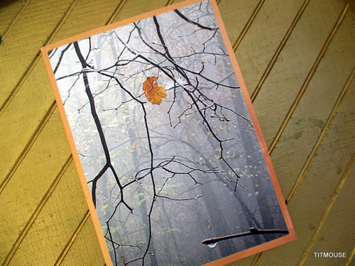 Poslední lístek — foto 3