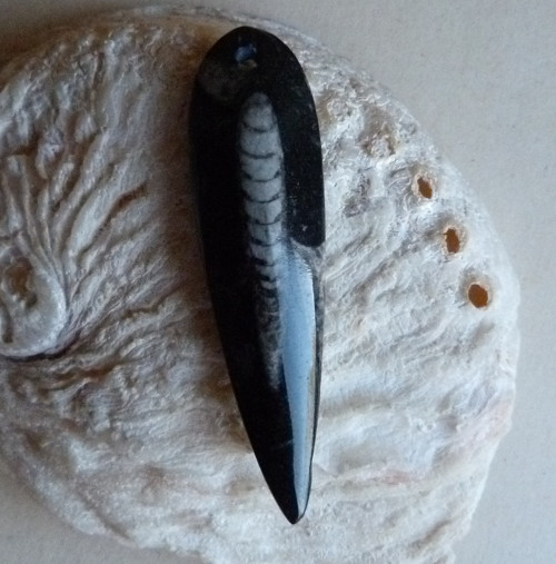 Orthoceras - 6,8 cm — foto 4