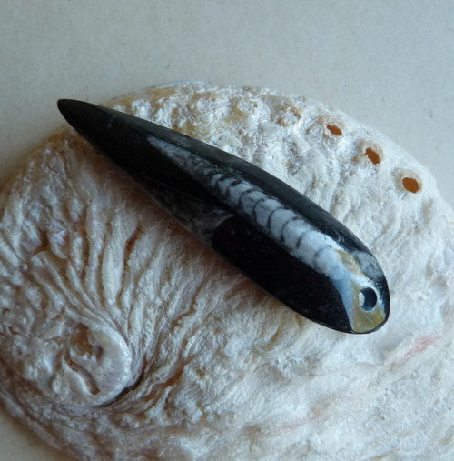Orthoceras - 6,8 cm — foto 2