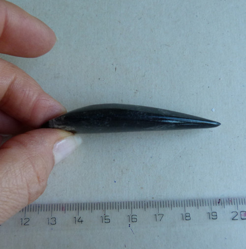 Orthoceras - 6,8 cm — foto 5