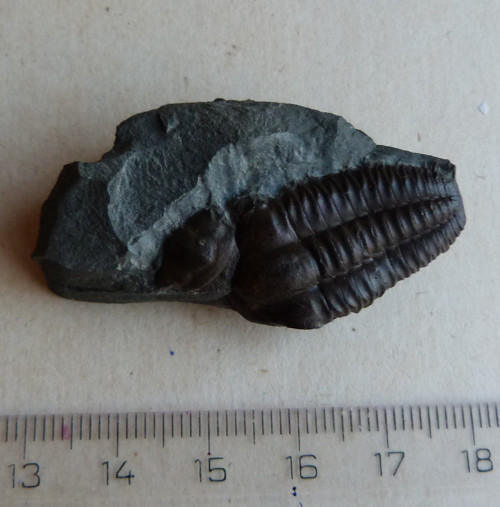Trilobit ČR - 4,7 cm — foto 3