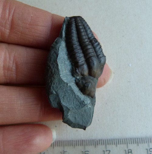 Trilobit ČR - 4,7 cm — foto 2