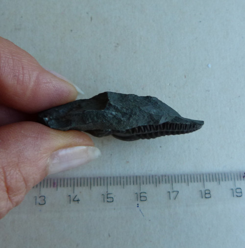 Trilobit ČR - 4,7 cm — foto 5