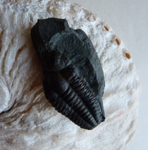 Trilobit ČR - 4,7 cm — foto 4