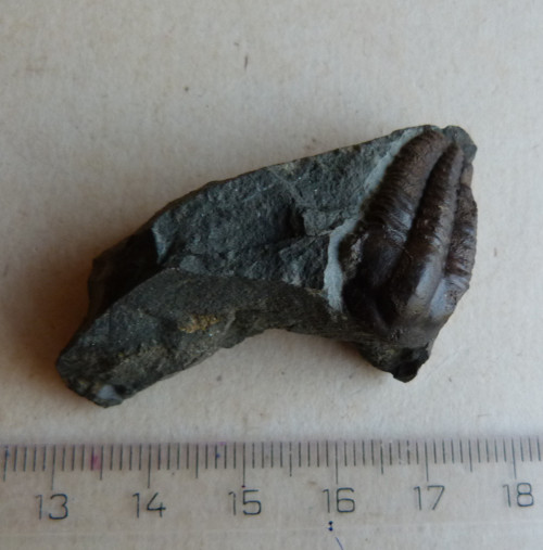 Trilobit ČR - 5,2 cm — foto 3