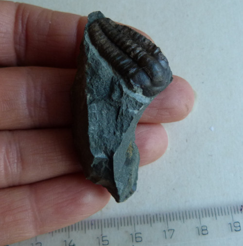 Trilobit ČR - 5,2 cm — foto 2