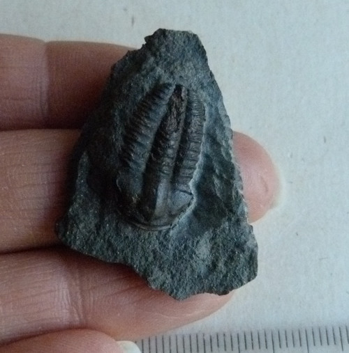 Trilobit ČR - 3,5 cm — foto 2