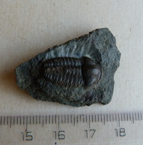 Trilobit ČR - 3,5 cm — foto 4